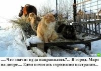 Бесполезно. Там и кошки стерилизованные