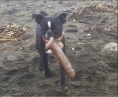 А я сразу представил выражение "который несёт чушь".