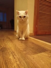 30 трогательных фото животных, спасённых с улиц