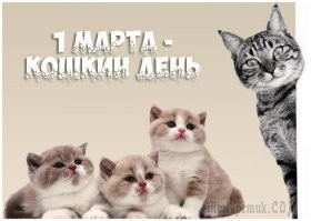 Сдаюсь и смеюсь: котики, которые замышляют