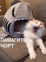 Гигантская рыба молниеносно сжирает акулу на глазах у изумленных рыбаков
