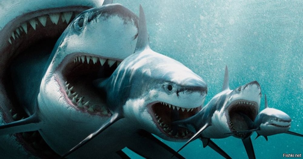 Гигантская рыба молниеносно сжирает акулу на глазах у изумленных рыбаков