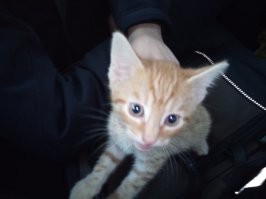 24.10.2021 едет к нам домой из приюта для животных

Вот такая морда меня разбудила сегодня в шесть утра