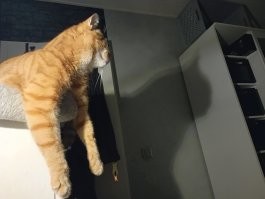 24.10.2021 едет к нам домой из приюта для животных

Вот такая морда меня разбудила сегодня в шесть утра