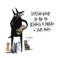 17 забавных котеек, которых засняли в самый неподходящий момент