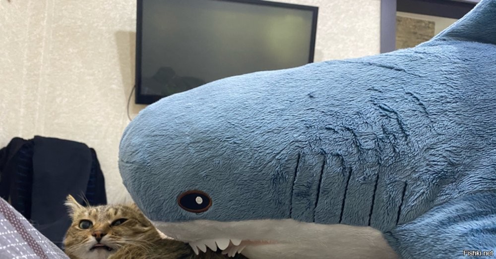 вот еще: Гигантская акула сжирает бедного домашнего котейку на глазах хозяина