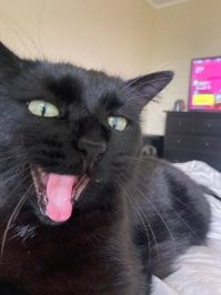 Есть многое на свете, друг Горацио, но лучше кошки зверя в мире нет