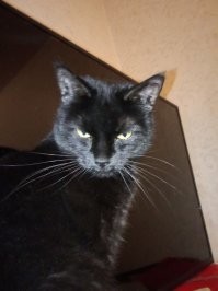 У меня в деревне котяку собаки загнали на березу, метров на 8, тоже мякала-бякала, типа спустится не могла, береза на берегу пруда, пошел шести метровую лестницу раскладывать, мастырить на берегу к березе штоб самому не нырнуть, вроде закрепил, пошел за техподдержкой в виде соседа, и бл подходя к березе  с горочки, наблюдали как этот куль шерстянной как-то нелепо но спускался, справился за минуту...фото гавнюка прилагаю.