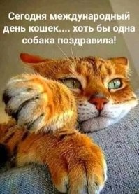 "Кошкин дом"