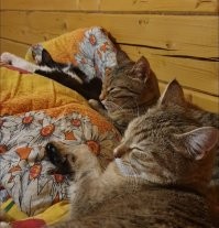 Мои кошки: Чернушка, Тигра и Ева. В домике полярника.