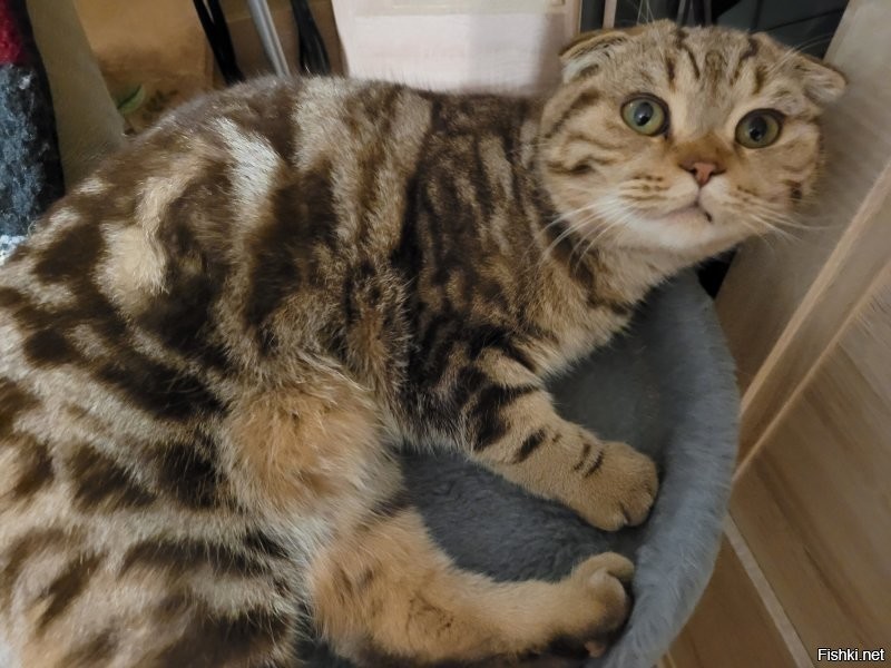 По просьбам комментаторов.
Франц Петер Шуберт Второй (он же "Шуба"