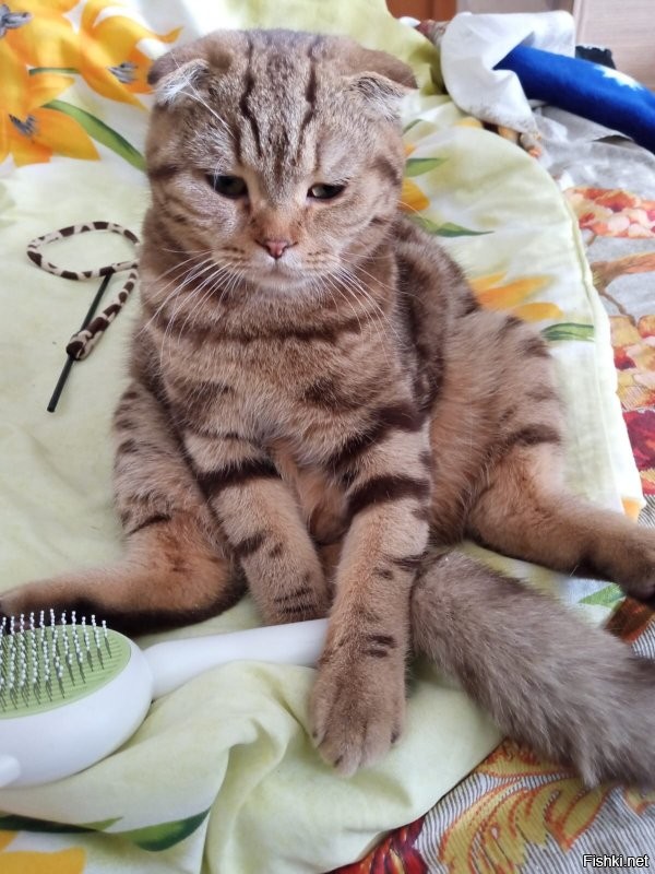 По просьбам комментаторов.
Франц Петер Шуберт Второй (он же "Шуба"