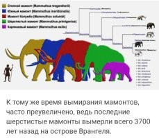 А вы думаете, куда мамонты подевались?
Их съели.

Последние, измельвшие и, наверное, не очень вкусные, на необитаемом острове век доживали.
Но и потом, пришёл человек и их доел.
