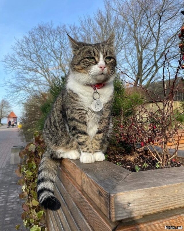 32  30' с. ш. по 42  с. ш. Калифорния. Наш город -54 57 32  с.ш.  Я конечно понимаю -горы... Но Калифорния... и Северо-Запад России. Два дня назад и сегодня после обеда (последние).