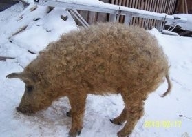 По ходу баращ к машке не только чай пить ходил