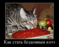 Свеежая коллекция демотиваторов