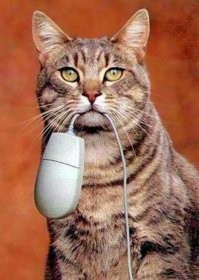 Кот принёс хозяину мышь