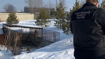 Девочка и её яжемать пиз.дят как су.чки.
Как можно ПРОСТО идти мимо этого вольера????
Пиз.дят шельмы, эх пиз.дят