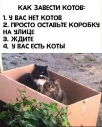 Кот облюбовал коробку