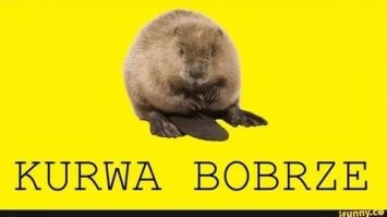 Самка бобра поймала непоседливого детёныша