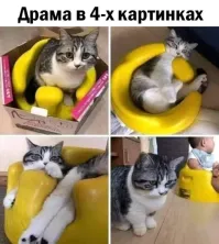 Кот облюбовал коробку