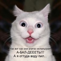 Удивление – восхитительная эмоция пушистых мосек