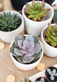 Суккуле нты   растения, имеющие специальные ткани для запаса воды.