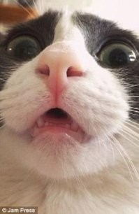 Удивление – восхитительная эмоция пушистых мосек