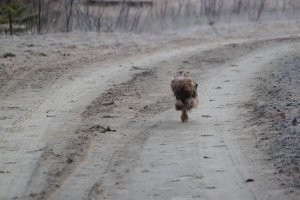Не беги отсюда, а забери меня отсюда. 
Супруга забрала собакина из приюта, так 9 лет с ним на вахты езжу. Должность позволяет с собакой на вахты ездить. С ней оставаться категорически не хочет.