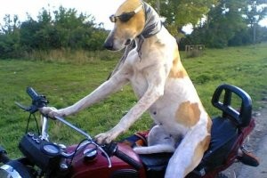 Пост о собачьей привязанности