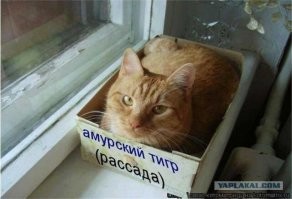 Ну типа того