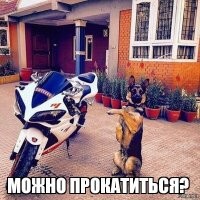 Пост о собачьей привязанности