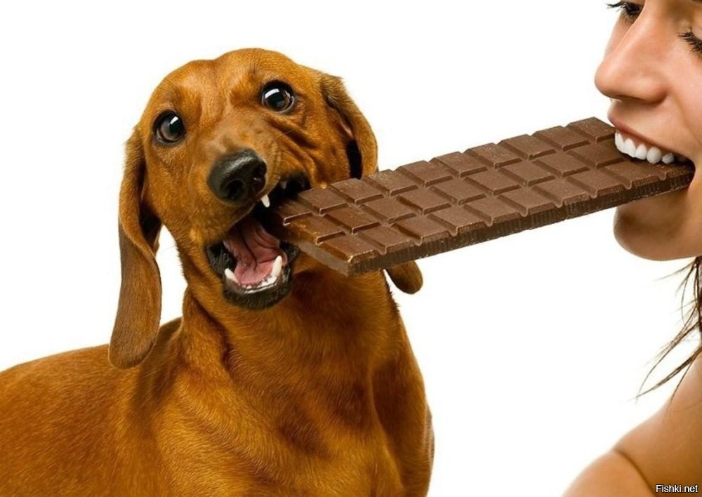 А собакам не дарите шоколадки

"...
Произведя несложные вычисления, можно узнать, что даже для чихуахуа смертельная доза составляет около 100 г хорошего горького шоколада. Цифра не такая уж страшная, но повода для шуток в общем-то нет: нужно понимать, что помимо дозировки существуют и другие факторы, в том числе состояние сердечно-сосудистой системы или чувствительности конкретной собаки к этим соединениям..."