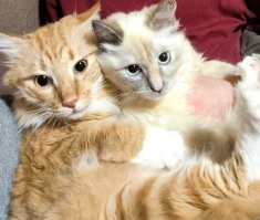 мой кот совместно с кошкой 5 минут назад пожрал букет тюльпанов подаренный жене на 8 марта))) пока мы ужинали эти два сожрали букет!  за что и получили  оба тряпкой по морде!