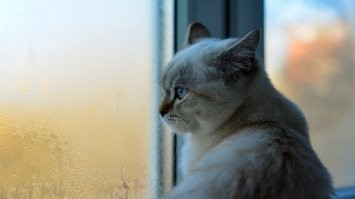 Сам когда то , старый отцовский Гелиос 44-2 перемучивал под Никон . 
Вроде бы ничего сложного увеличить рабочий отрезок на 1.0-1.3 мм , но есть нюансы . Главное что бы зеркало потом не шарахнуло об задний линзоблок .
Вроде бы неплохо и задний фон подкручивает , и резкости на открытой дырке хватает , но вот избалованность автофокусом и подсаженное зрение сводят почти на нет все плюсы мануальных стекол ... 
Как игрушка , временами помудохаться конечно можно и даже пользительно , но на постоянной основе снимать не возможно . 
Оговорюсь это чисто мое субъективное мнение ...