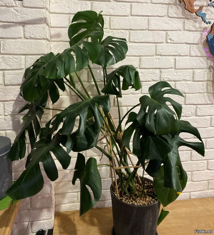 Всё же это монстера Делициоза или деликатесная (лат. Monstera Deliciosa).
Но вид у неё, конечно, великолепный)))
А это моя Делициоза (тоже подобрала с помойки и реанимировала)
Есть ещё у меня монстера Манки