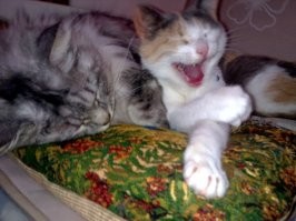 Я там сейчас так хохотался...