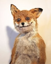 В Лос-Анджелесе загорелась нелегальная ферма с каннабисом, и город накрыло облаком «веселящего» дыма