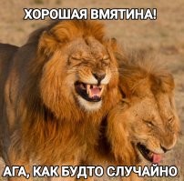 Львы подрались и помяли дверь автомобиля с туристами
