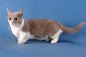 Вообще не порядок. Кормилец кота боится, кот на него шипит... Надо было заводить манчкина.