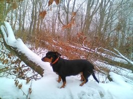 Ну не знаю что это за пёсель. Все шесть моих собак(не одновременно) спали по ночам отлично. Некоторые на своих подстилках, некоторые со мной в кровати. Один будочный. Вот будочный как то раз выбесил-выл ночью. Я не выдержала и вышла дать пи..лей певцу. Но прислушалась и услышала что мой собак выл не просто так. Сосед в своём подвале раздербанивал деревянные поддоны с жутким скрежетом. И мой собакен натурально заглушал кошмарный звук своим воем. Ну я сказала ему, что он неправ и хочу тишины, загнала в будку, где он повздыхал, но выть больше не стал. А сейчас моя старшая Гера спит со мной. Это вообще как подушка-антисресс. Пожмакать тёплую, мягкую, сопящую одно удовольствие. Она спит вообще бывает всю ночь на одном боку. Тепло от неё и уютно.