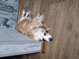 Ээээ фантастический бред!
Моей спанипили только дай косточку, будешь обрычан везде и всегда!
И неважно что она уже обглодана. Лежит собакевич на диване в зале. Косточка погрызанная в коридоре. Только ты со спальни выходишь, это отслеживается - тут же с буксом с зала в коридор с диким рычанием, там же неохраняемая косточка!
Любые попытки урезонить, это порция рыка до бульканья и сизого языка.
Не трог!
Крышу сносит просто не по детски, если попробовать сунуть упаси боже руку - бутылку пластиковую, она будет погрызана как ее в шредере ..
А собачка то красивая, маленькая, пуфыстая...