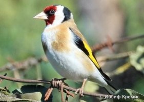 А вот им из Белоруссии. Пусть запишут, а потом произносят:
Шчыгол чорнагаловы