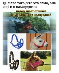 20 удивительных случаев, которые попались людям на дороге
