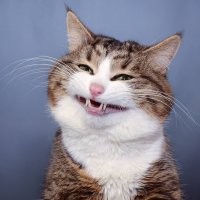 С косточкой!....