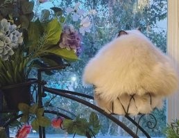 Подпись к этому - "Экзотическое растение: котения толстопопая"