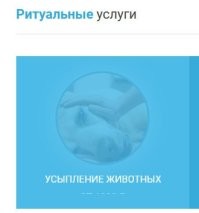Мопс любит поорать в доме