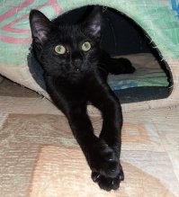 чо орёшь? ну начудил. и чо? я же коть!

на самом деле, в этом (и в том числе), их и прелесть!