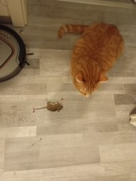 Выхожу сегодня утром из спальни, а перед дверью кровь и довольный хышник с добычей). Завтрак в постель хотел мне принести, но дверь была закрыта...