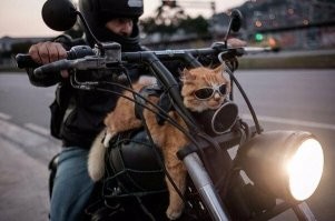 20 удивительных случаев, которые попались людям на дороге